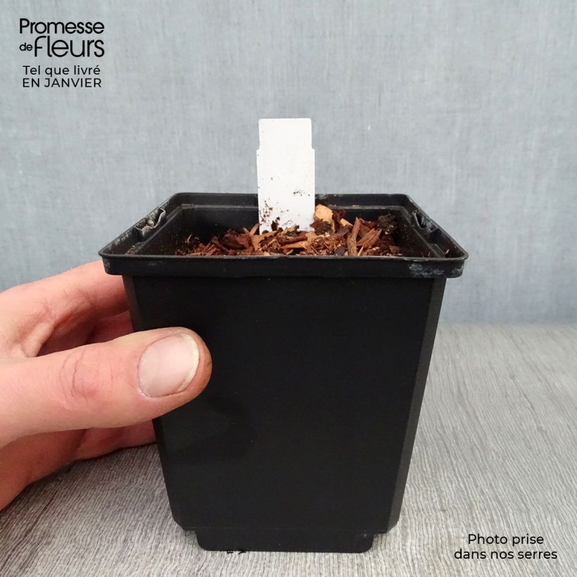 Exemplaar van Dicentra spectabilis Goldheart - Gebroken hartje Pot van 10 cm/11 cm zoals geleverd in de winter