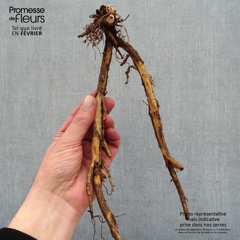 Exemplaar van Dicentra spectabilis Goldheart - Gebroken hartje Naakte wortel zoals geleverd in de winter