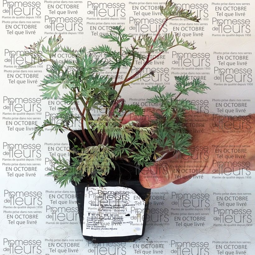 Voorbeeld van een exemplaar van Dicentra Burning Hearts - Gebroken hartje Kweekpotje van 8/9 cm zoals geleverd