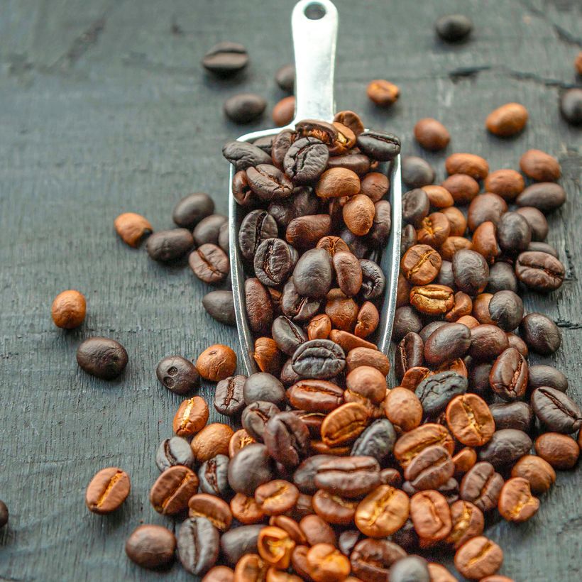 Koffieplant - Coffea arabica (Oogst)