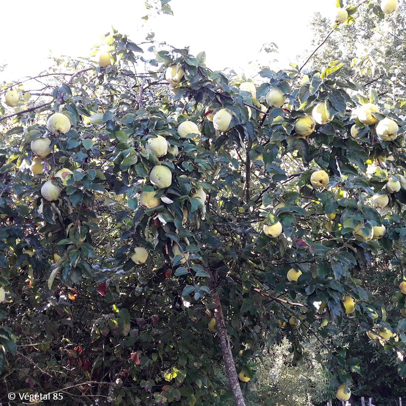 Kweepeer Aromatnaya (Groeiplaats)