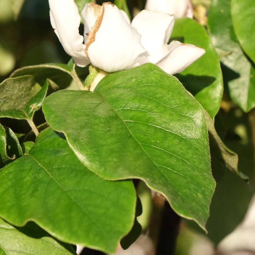 Kweepeer Aromatnaya (Blad)