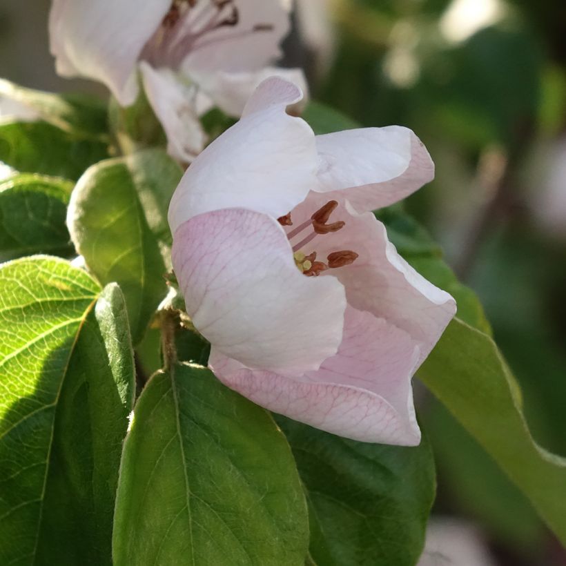 Kweepeer Aromatnaya (Bloei)