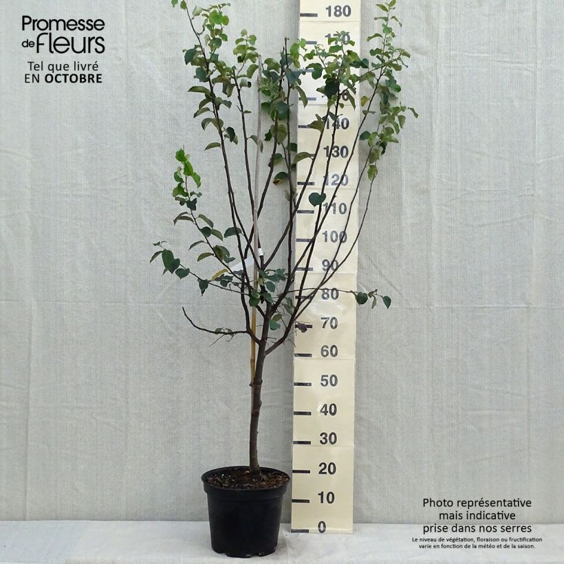 Exemplaar van Kweepeer Champion Pot van 7,5 l/10 l, Kelkvormig zoals geleverd in de herfst