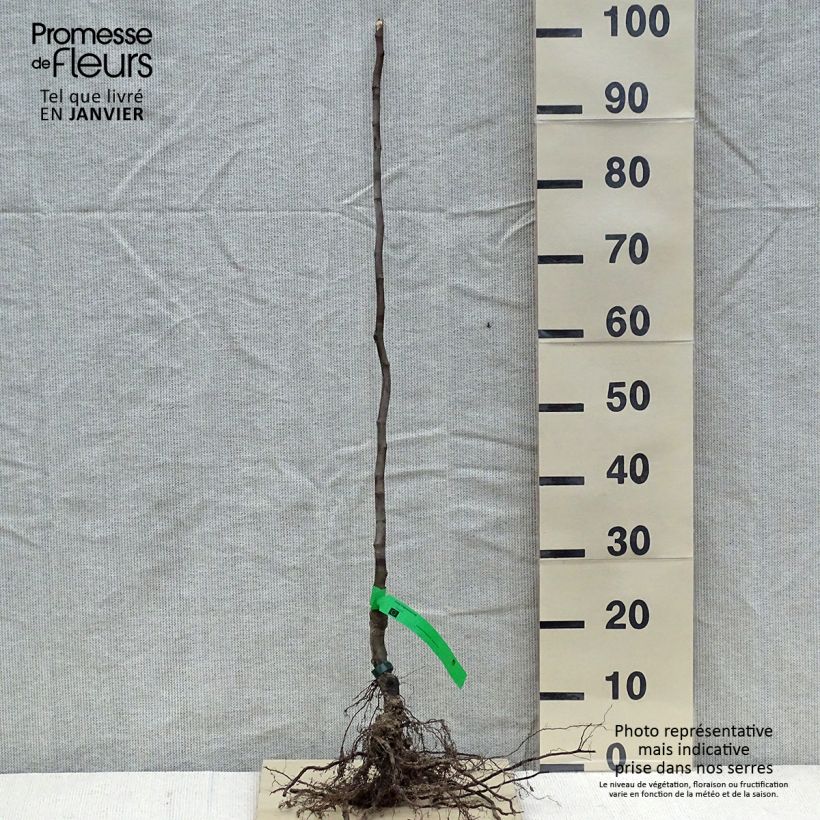 Example of Kweepeer Vranja BIO Naakte wortel, Onderstam as you get in hiver