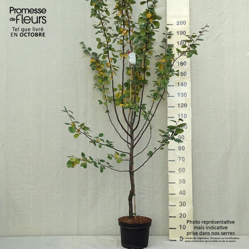 Exemplaar van Kweepeer Leskovacz Pot van 7,5 l/10 l zoals geleverd in de herfst
