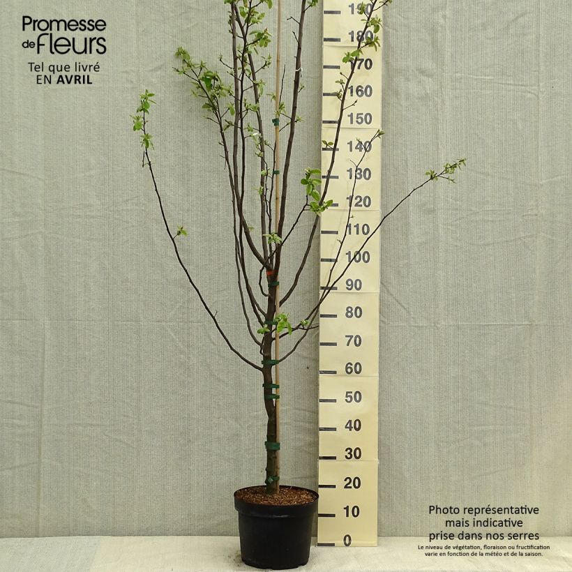 Example of Kweepeer Leskovacz Pot van 7,5 l/10 l as you get in printemps