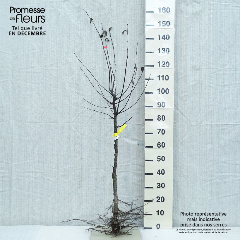 Exemplaar van Kweepeer - Cydonia oblonga Naakte wortel, Kelkvormig zoals geleverd in de winter