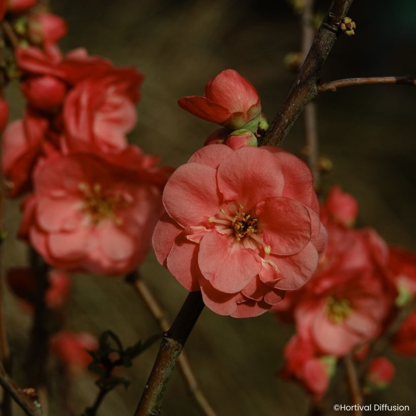 Chaenomeles speciosa Double Delice Passion - Chinese sierkwee (Bloei)