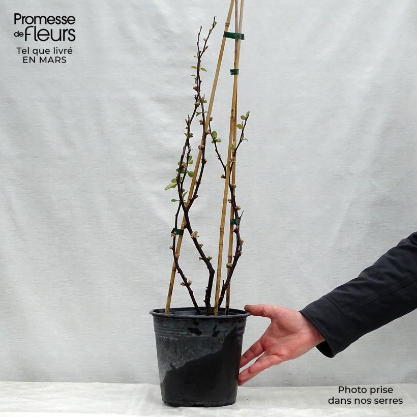 Example of Chaenomeles speciosa Mango Storm - Chinese sierkwee Pot van 3 l/4 l as you get in printemps