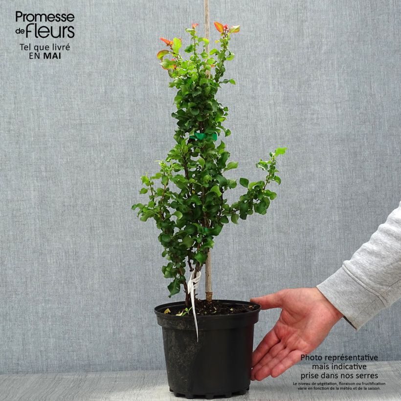 Exemplaar van Chaenomeles speciosa Red Kimono - Chinese sierkwee Pot van 4 l/5 l zoals geleverd in de lente