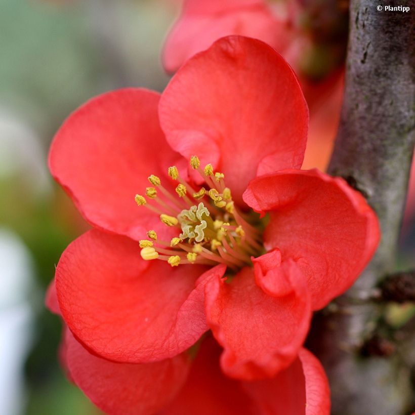 Chaenomeles speciosa Red Kimono - Chinese sierkwee (Bloei)