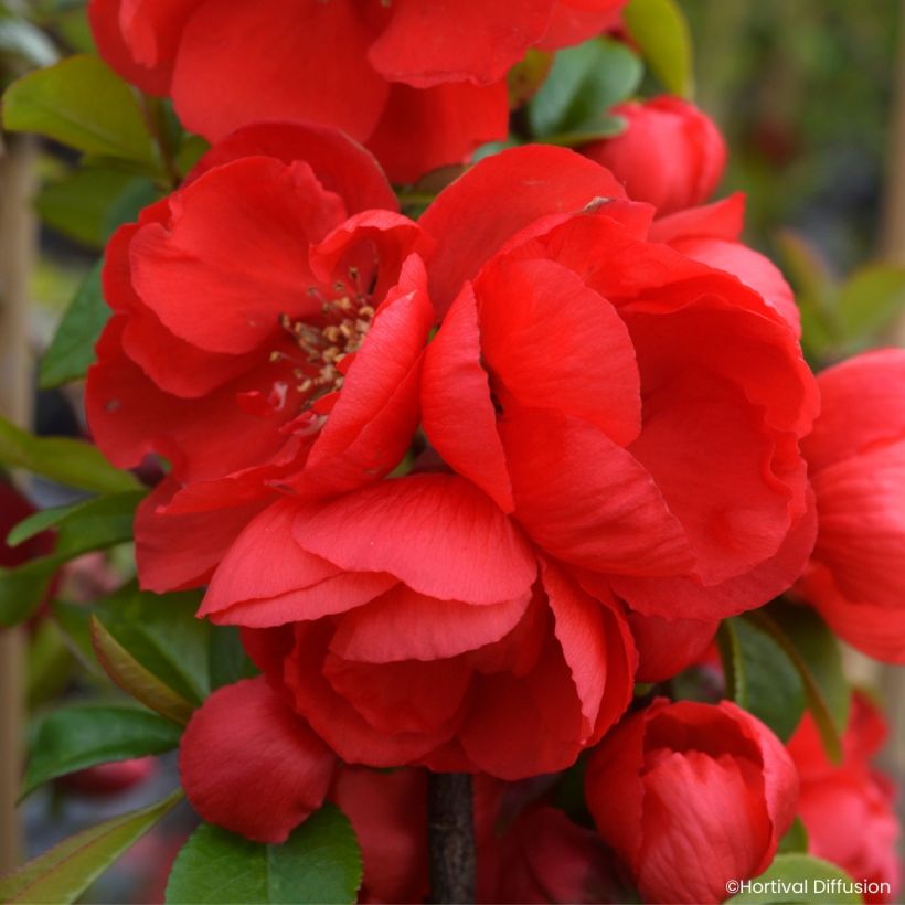 Chaenomeles speciosa Double Delice Rouge Baiser - Chinese sierkwee (Bloei)