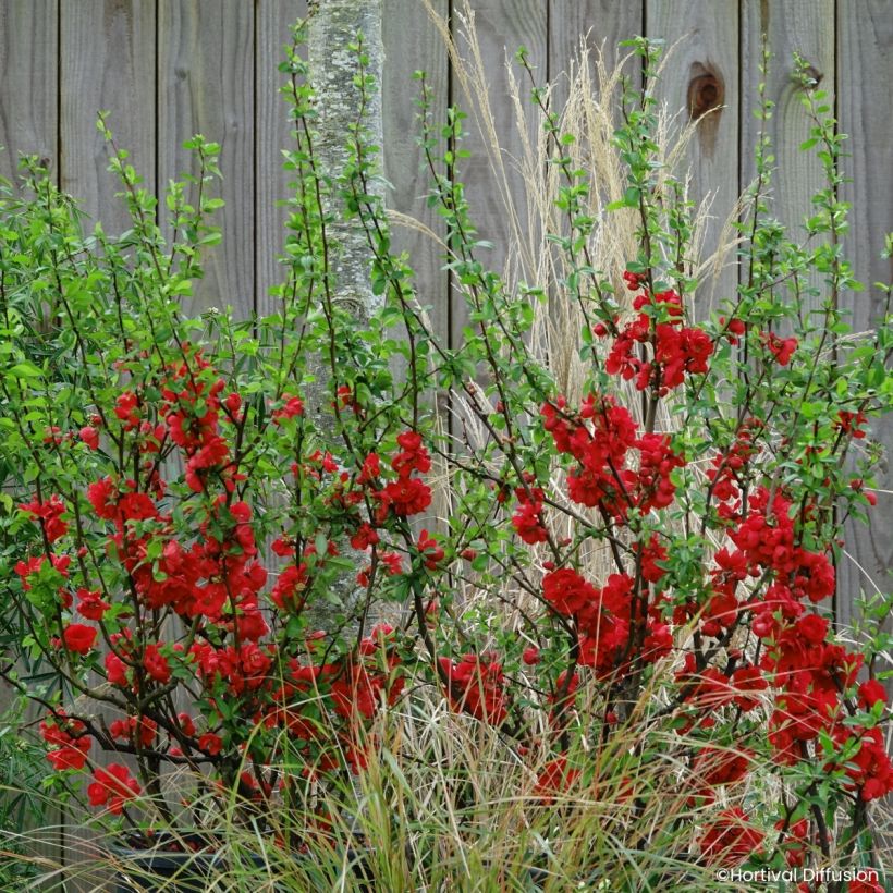 Chaenomeles speciosa Double Delice Rouge Baiser - Chinese sierkwee (Groeiplaats)
