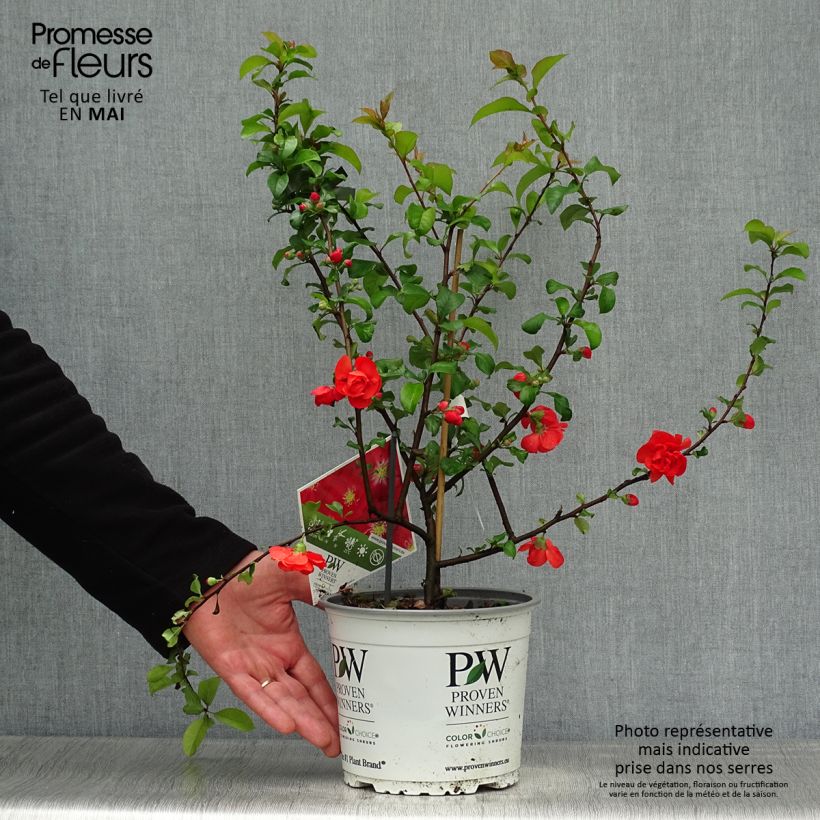 Example of Chaenomeles speciosa Scarlet Storm - Chinese sierkwee Pot van 3 l/4 l as you get in printemps