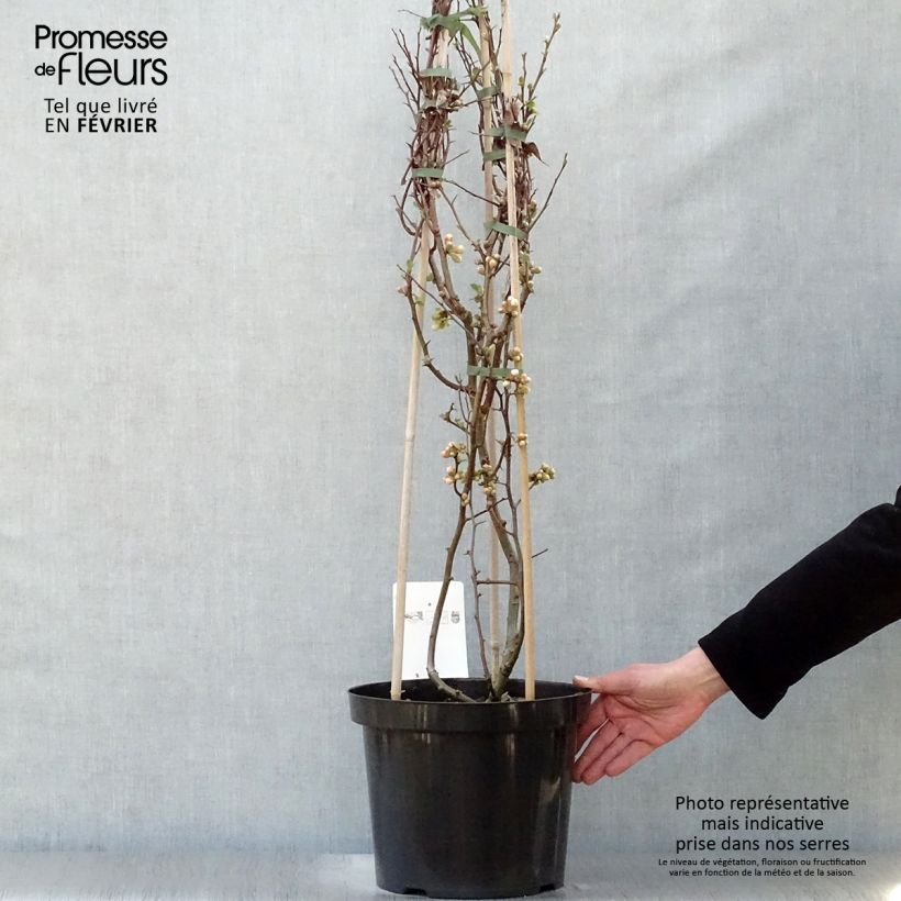 Exemplaar van Chaenomeles speciosa Toyo-Nishiki - Japanse sierkwee Pot van 7,5 l/10 l zoals geleverd in de winter