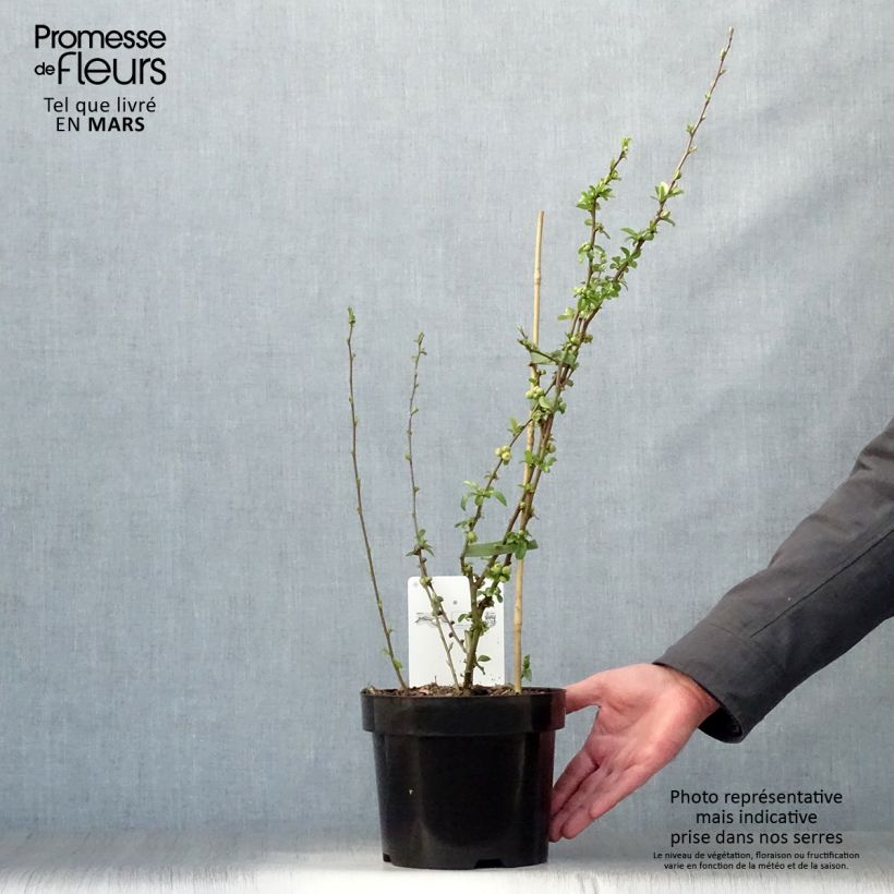 Example of Chaenomeles superba Etna - Chinese sierkwee Pot van 2 l/3 l as you get in printemps