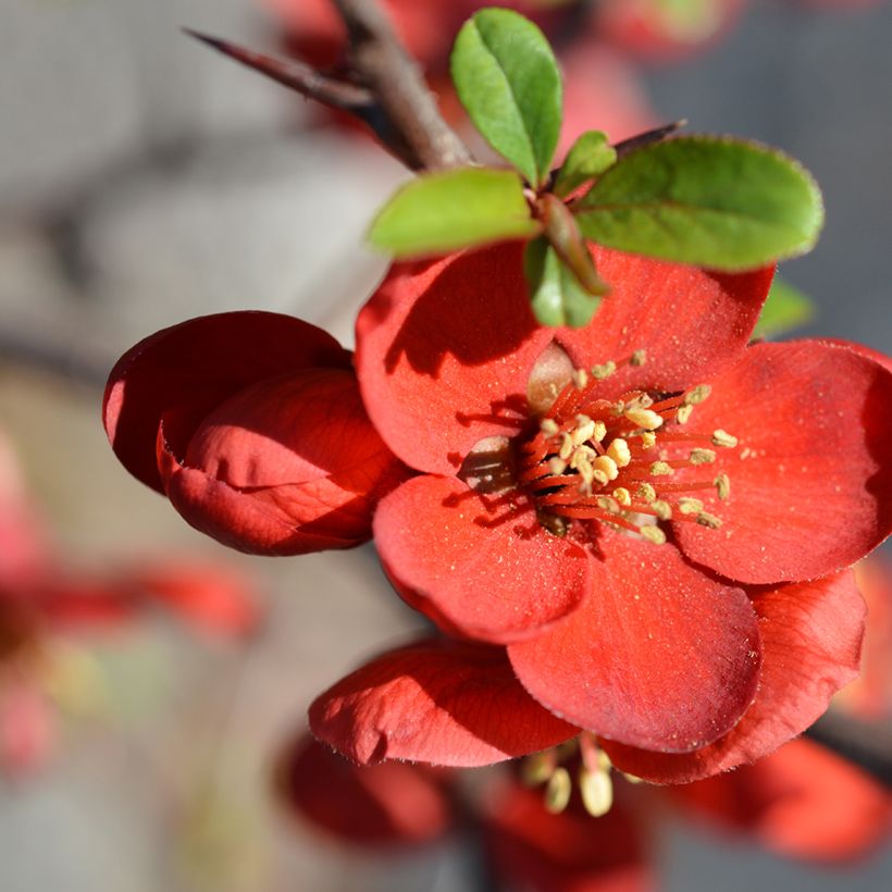Chaenomeles superba Hollandia - Chinese sierkwee (Bloei)