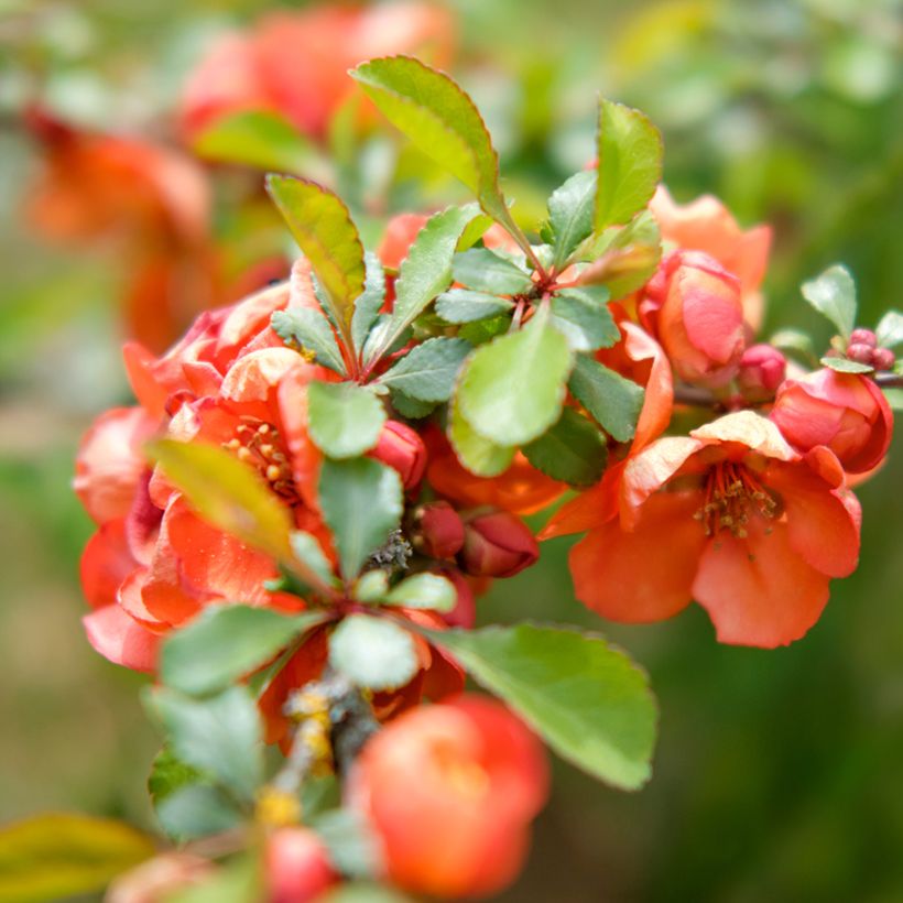 Chaenomeles superba Texas Scarlet - Chinese sierkwee (Blad)