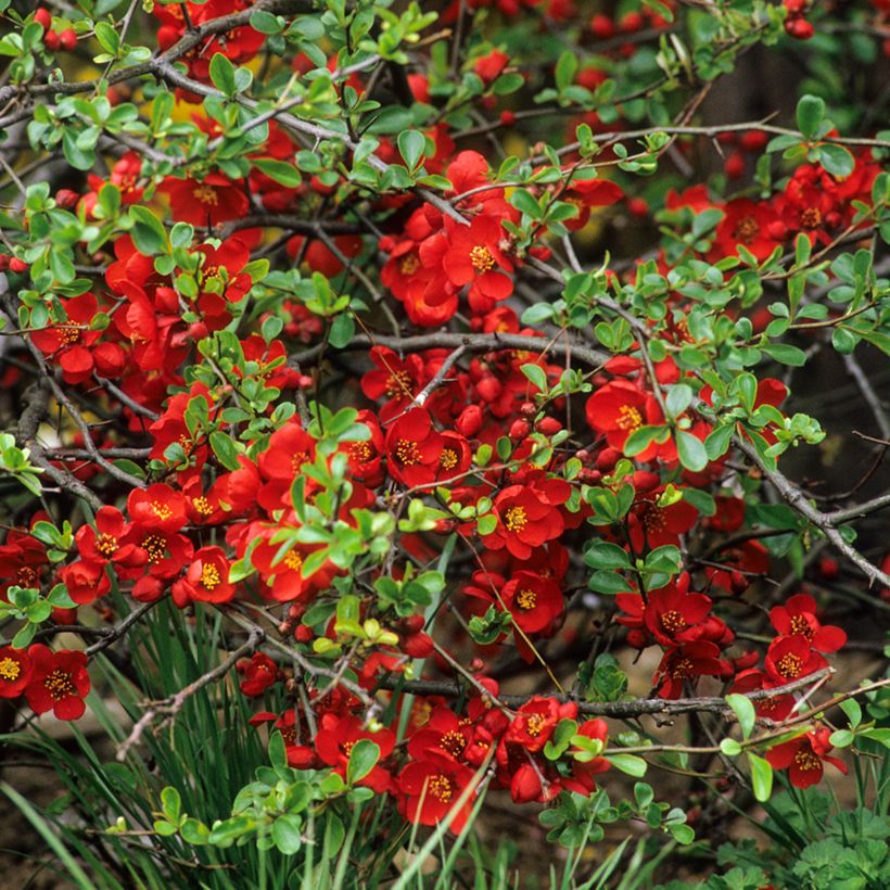 Chaenomeles superba Crimson and Gold - Chinese sierkwee (Bloei)