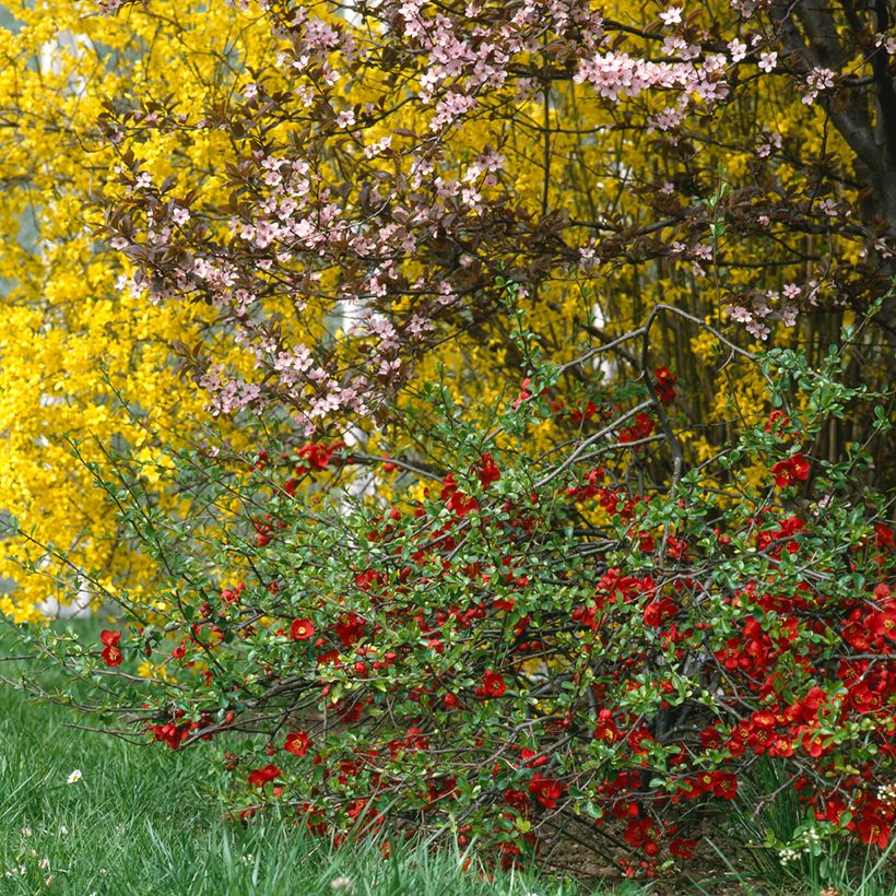 Chaenomeles superba Crimson and Gold - Chinese sierkwee (Groeiplaats)