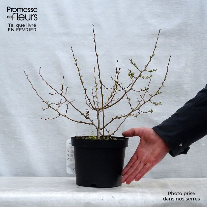 Example of Chaenomeles speciosa Fire dance - Chinese sierkwee Pot van 2 l/3 l as you get in hiver