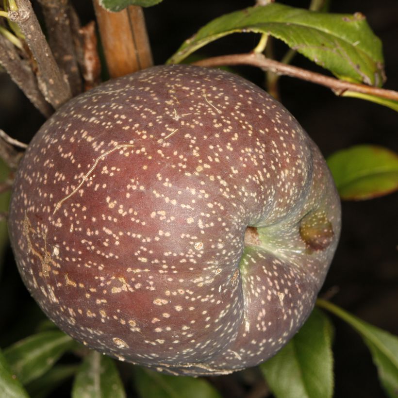 Chaenomeles speciosa Flocon Rose - Chinese sierkwee (Oogst)