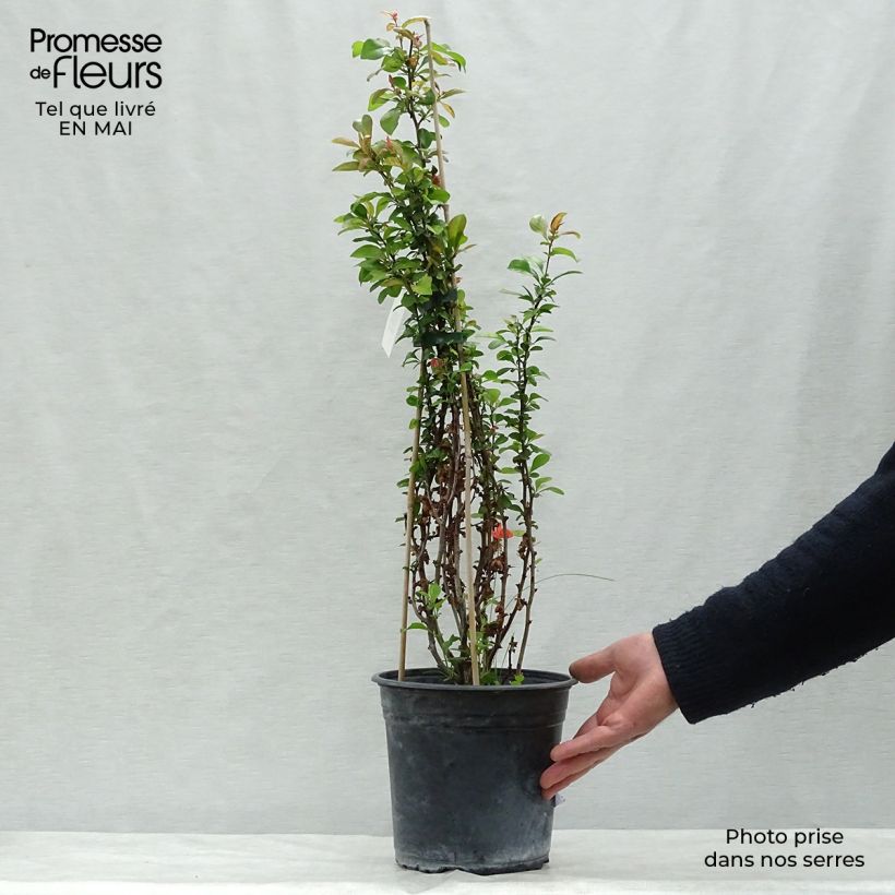 Example of Chaenomeles speciosa Friesdorfer - Chinese sierkwee Pot van 3 l/4 l as you get in printemps