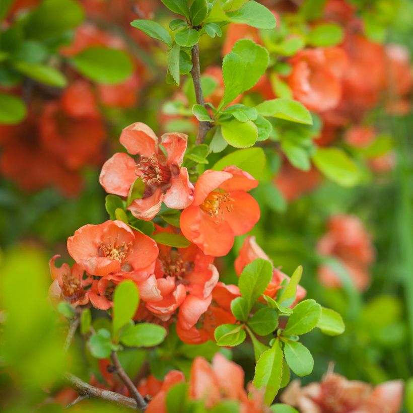 Chaenomeles speciosa Friesdorfer - Chinese sierkwee (Bloei)