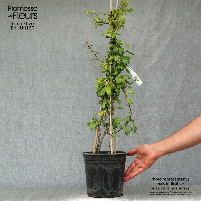 Exemplaar van Chaenomeles speciosa Hot Fire Minvesu - Dwergkwee Pot van 4 l/5 l zoals geleverd in de zomer