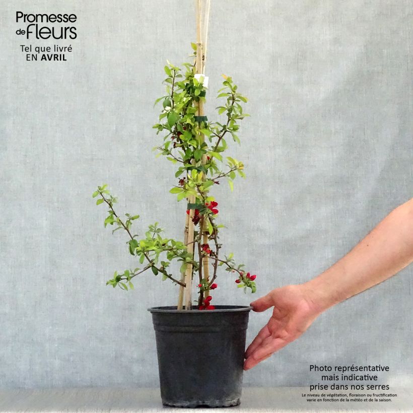 Exemplaar van Chaenomeles speciosa Hot Fire Minvesu - Dwergkwee Pot van 4 l/5 l zoals geleverd in de lente