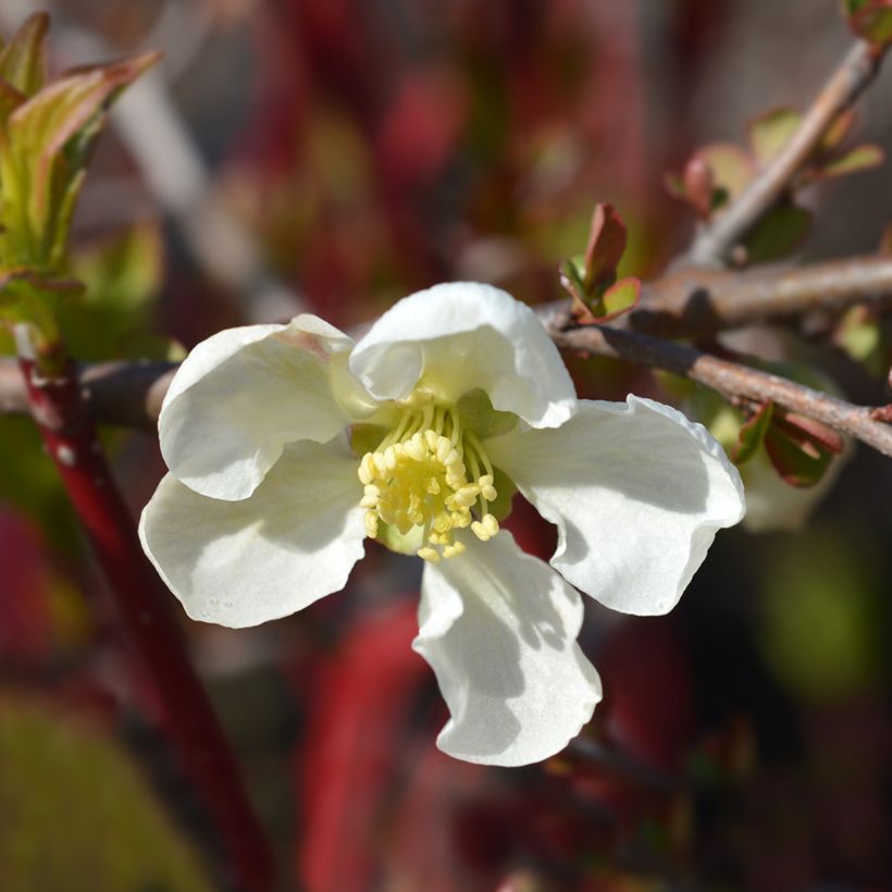 Chaenomeles superba Jet Trail - Chinese sierkwee (Bloei)
