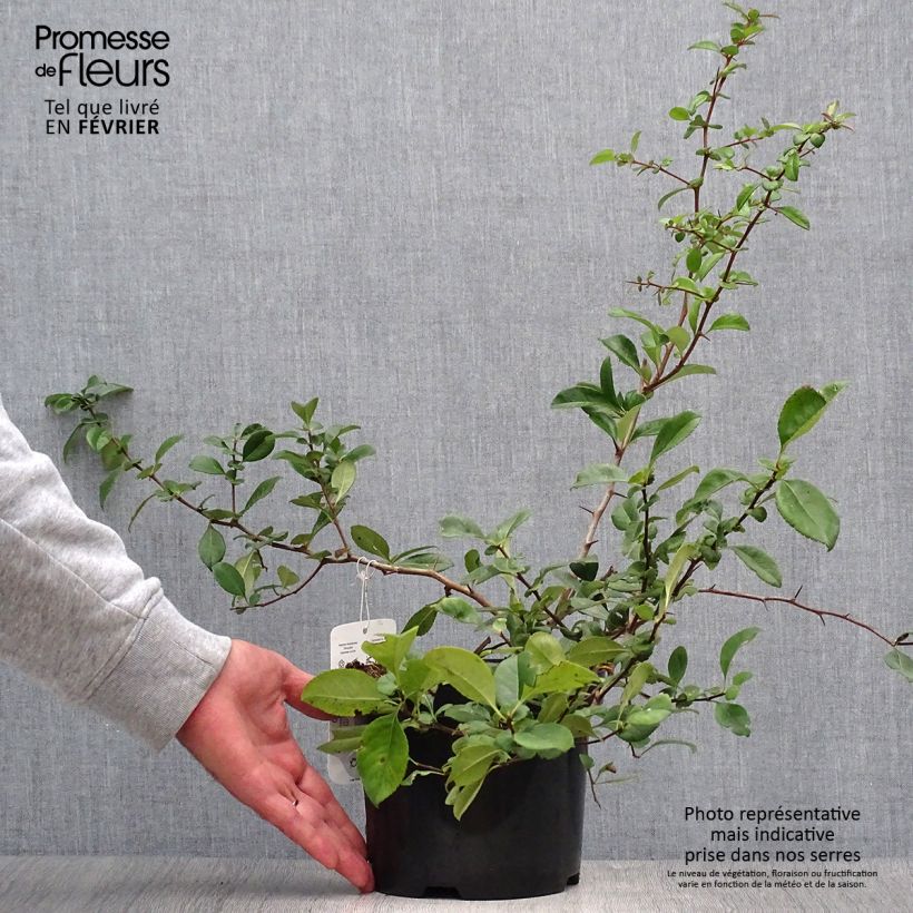 Exemplaar van Chaenomeles superba Nicoline - Chinese sierkwee Pot van 2 l/3 l zoals geleverd in de herfst