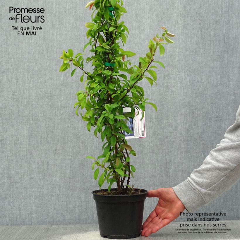 Exemplaar van Chaenomeles speciosa Nivalis - Chinese sierkwee Pot van 2 l/3 l zoals geleverd in de lente