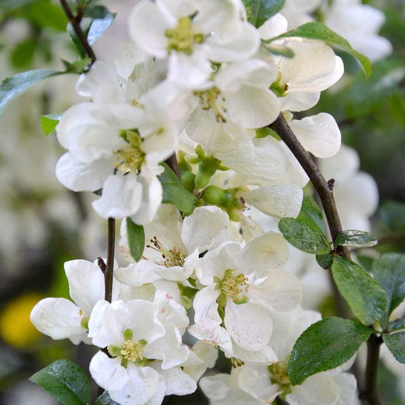 Chaenomeles speciosa Nivalis - Chinese sierkwee (Bloei)