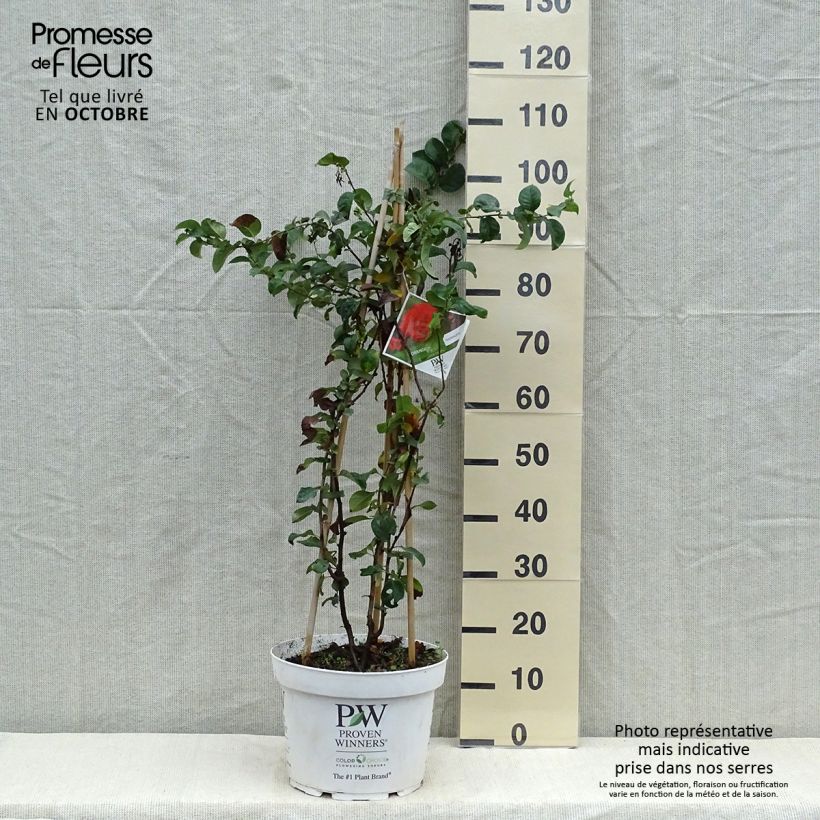 Exemplaar van Chaenomeles speciosa Orange Storm - Chinese sierkwee Pot van 7,5 l/10 l zoals geleverd in de herfst