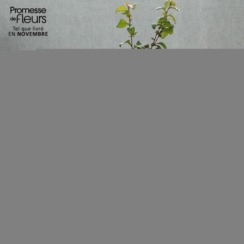 Exemplaar van Chaenomeles speciosa Orange Storm - Chinese sierkwee Pot van 2 l/3 l zoals geleverd in de herfst