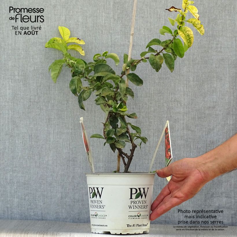 Exemplaar van Chaenomeles speciosa Orange Storm - Chinese sierkwee Pot van 2 l/3 l zoals geleverd in de zomer