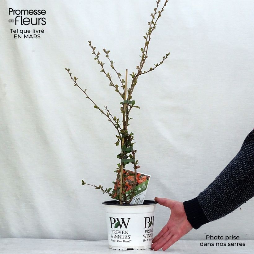 Exemplaar van Chaenomeles speciosa Orange Storm - Chinese sierkwee Pot van 2 l/3 l zoals geleverd in de lente
