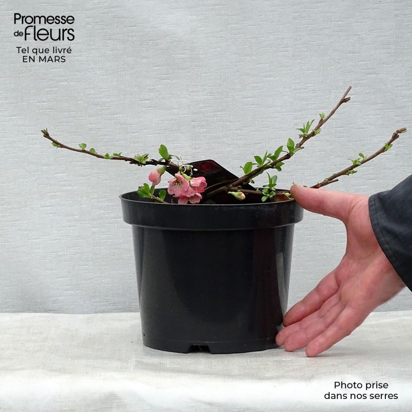 Example of Chaenomeles superba Pink Lady - Chinese sierkwee Pot van 2 l/3 l as you get in printemps