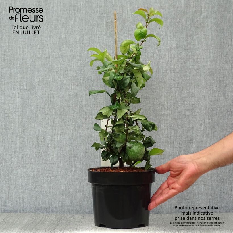 Exemplaar van Chaenomeles superba Pink Lady - Chinese sierkwee Pot van 2 l/3 l zoals geleverd in de zomer