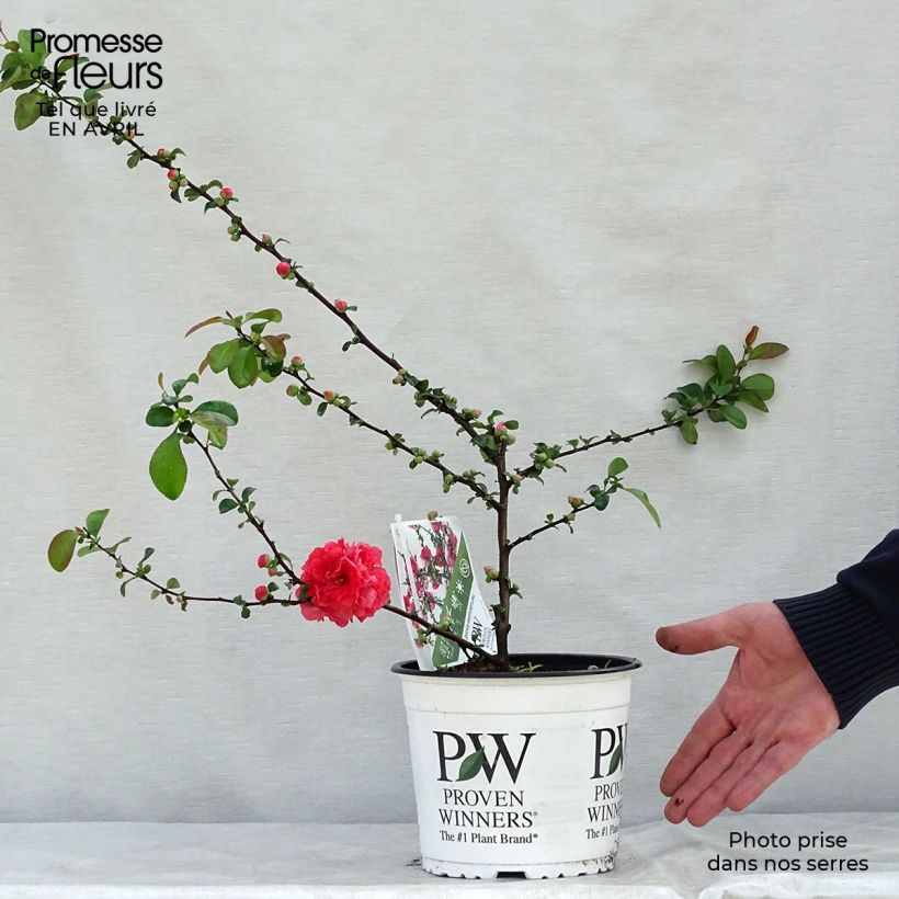 Exemplaar van Chaenomeles speciosa Pink Storm - Chinese sierkwee Pot van 2 l/3 l zoals geleverd in de lente