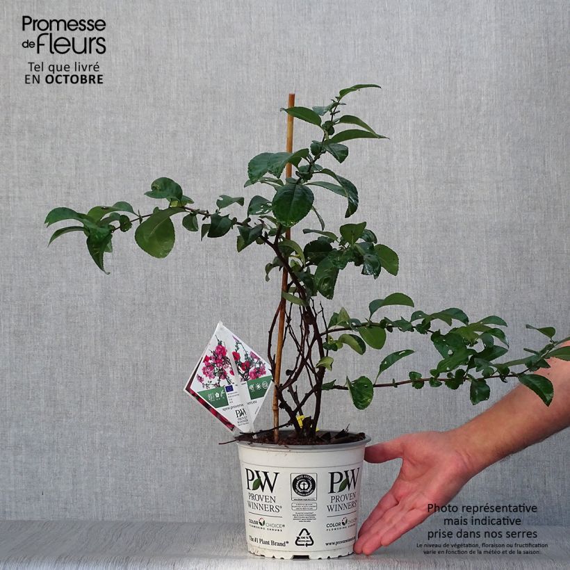 Exemplaar van Chaenomeles speciosa Pink Storm - Chinese sierkwee Pot van 2 l/3 l zoals geleverd in de herfst