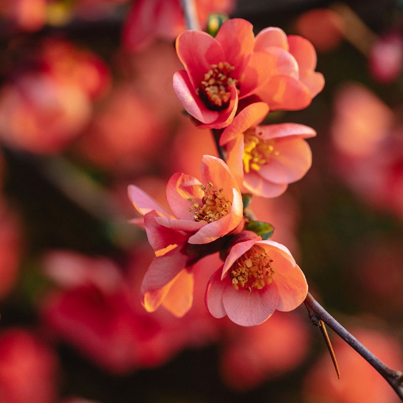 Chaenomeles superba Red Joy - Dwergkwee (Bloei)