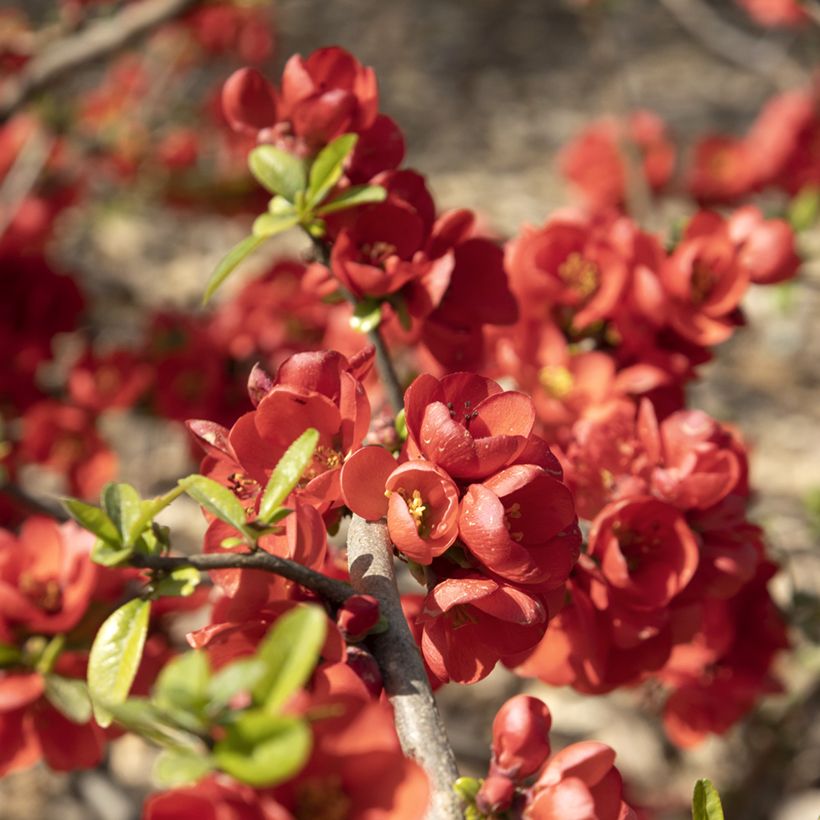 Chaenomeles speciosa Rubra - Chinese sierkwee (Bloei)