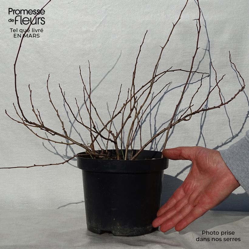 Exemplaar van Chaenomeles japonica Sargentii - Dwergkwee Pot van 3 l/4 l zoals geleverd in de lente