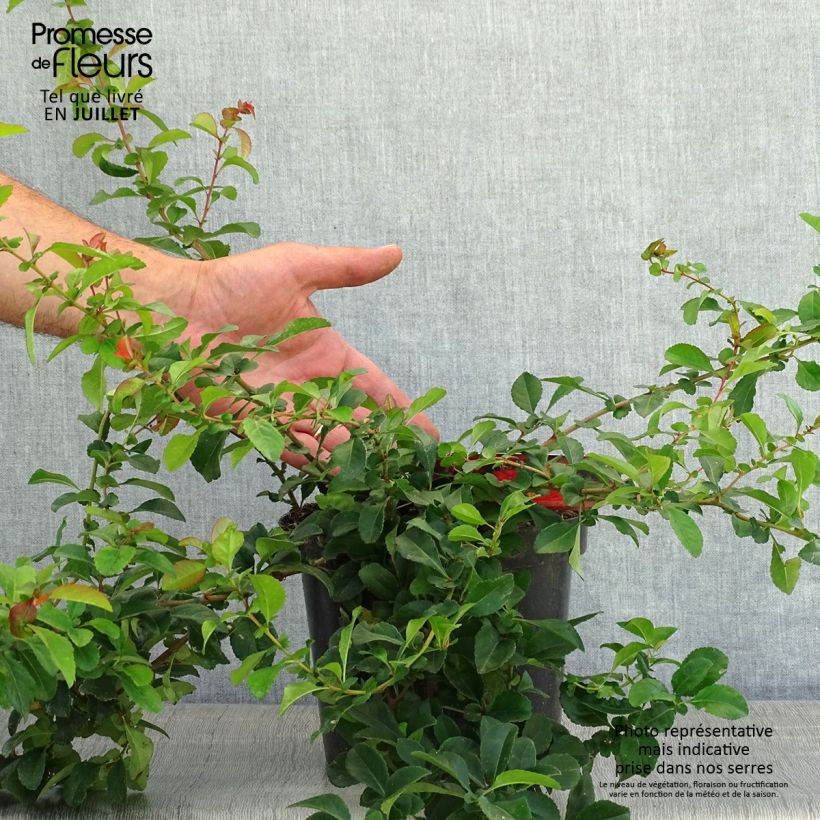Exemplaar van Chaenomeles japonica Sargentii - Dwergkwee Pot van 3 l/4 l zoals geleverd in de zomer