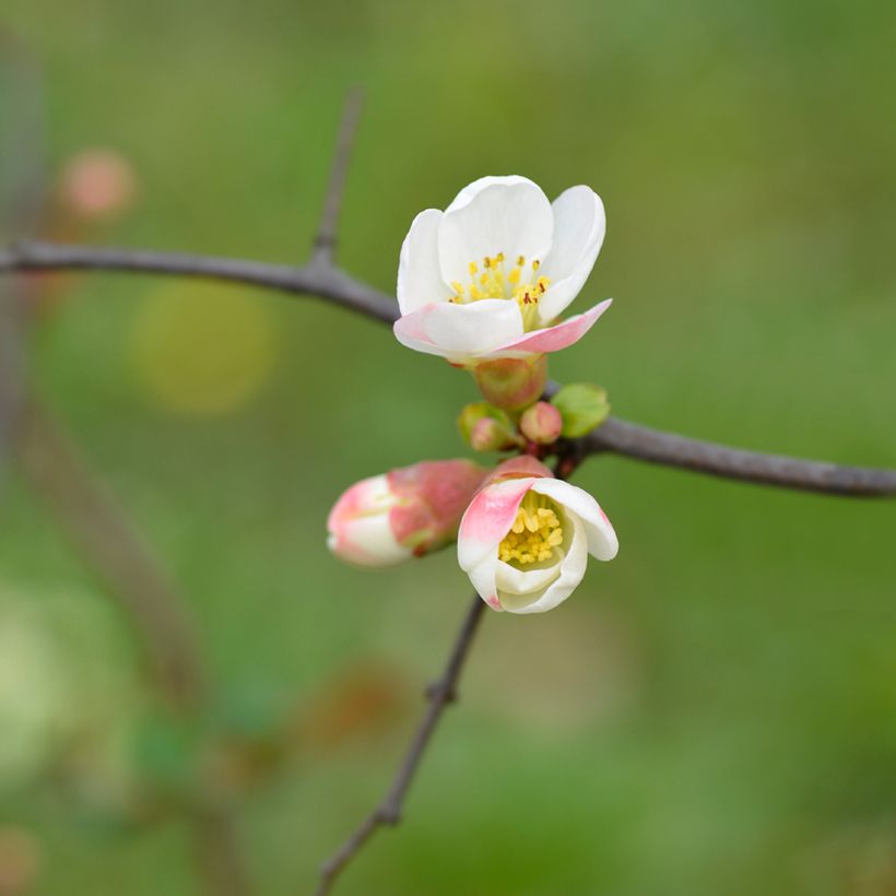 Chaenomeles speciosa Toyo-Nishiki - Japanse sierkwee (Bloei)