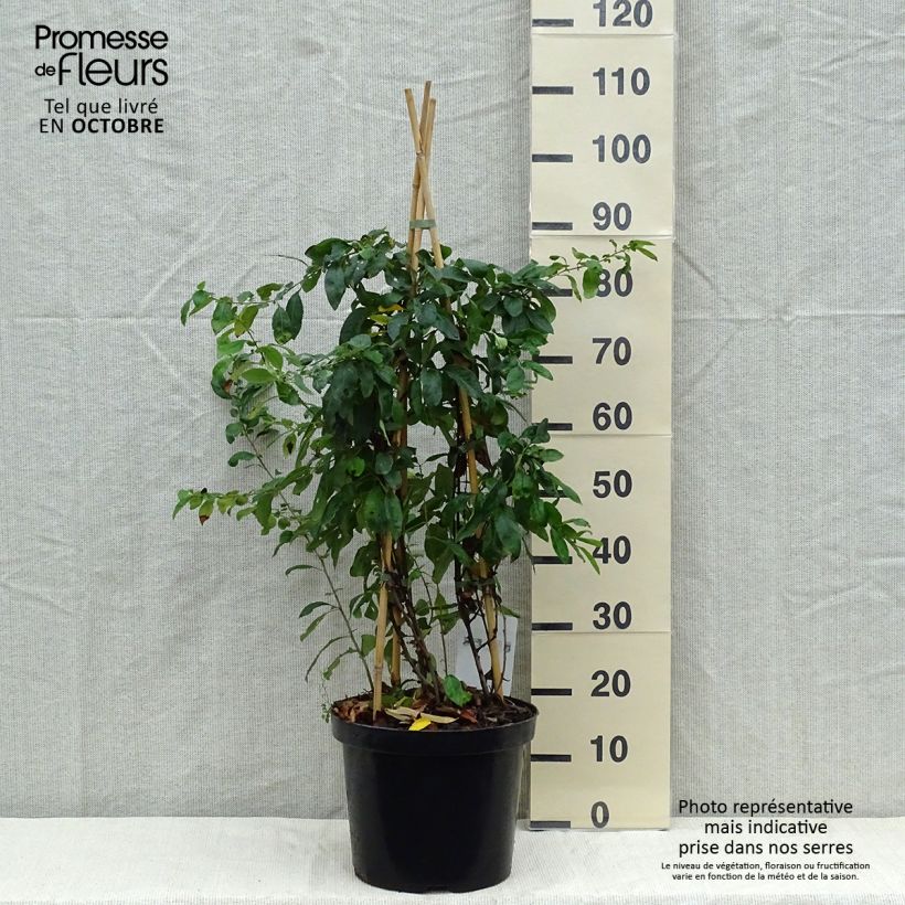 Exemplaar van Chaenomeles speciosa Yukigoten - Chinese sierkwee Pot van 7,5 l/10 l zoals geleverd in de herfst