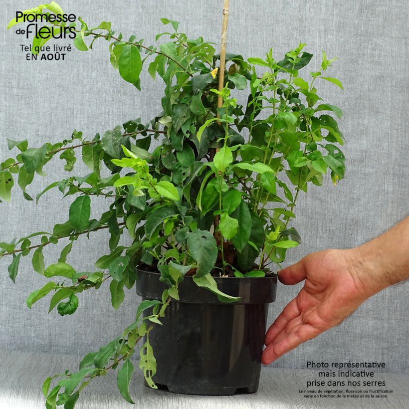 Exemplaar van Chaenomeles speciosa Yukigoten - Chinese sierkwee Pot van 3 l/4 l zoals geleverd in de zomer
